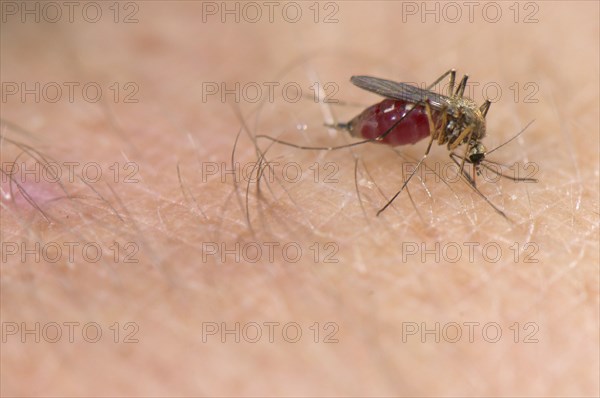 Common Mosquito