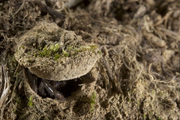 Moggridge's Trapdoor Spider