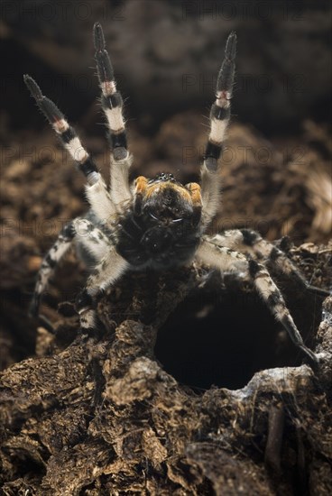 Russian Wolfspider