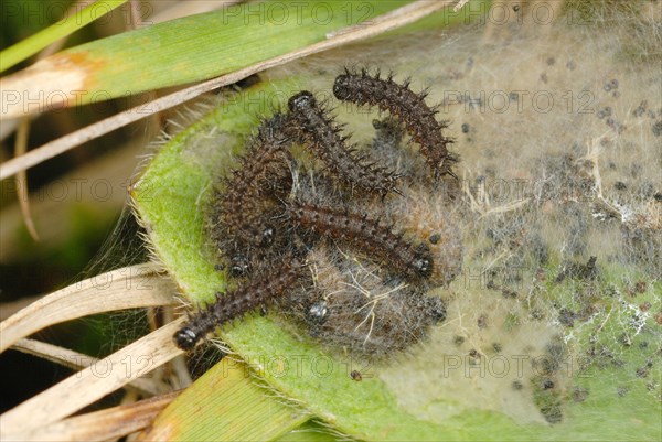 Marsh Fritillary