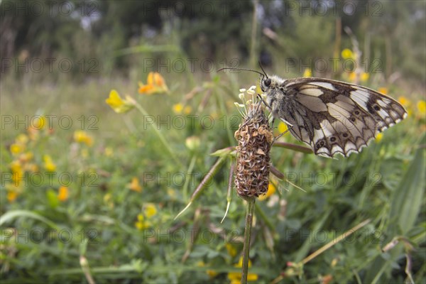 Marbled White