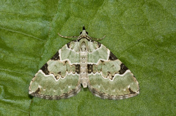 Green Carpet