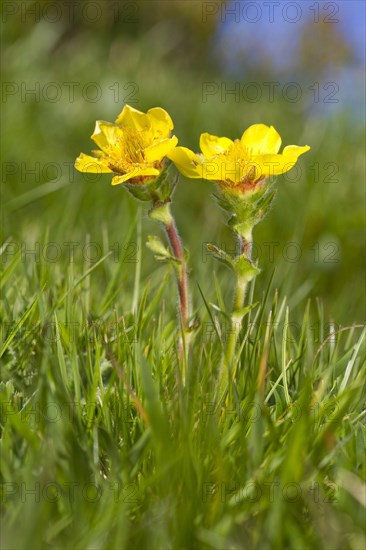 Pyrenean Avens