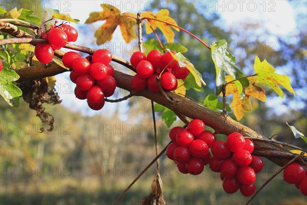 Black Bryony