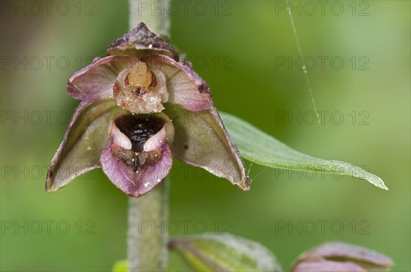 Broad-leaved Helleborine close-up of flower