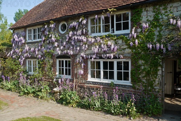 Chinese Wisteria