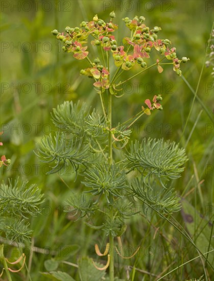 Cypress spurge