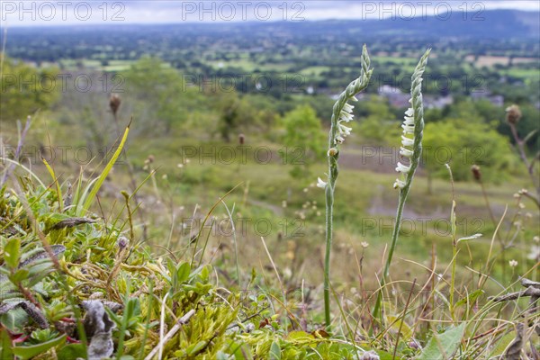 Autumn Lady's-tresses