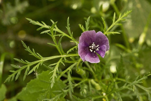 Flowering violet-horned poppy