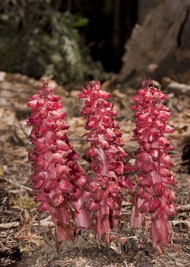 Snow Plant