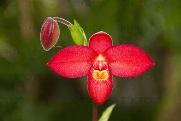 Phragmipedium Jason fisherman