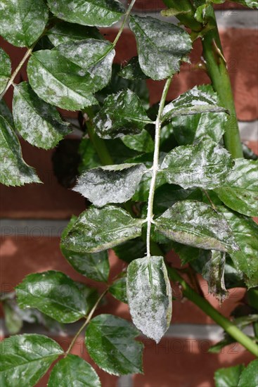 Powdery Mildew