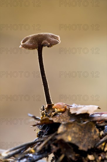 Pinecone mushroom