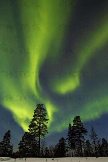 Aurora Borealis over coniferous forest in snow at night