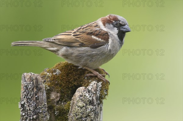 House sparrow