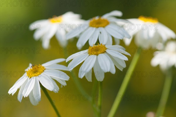 (Tanacetum corymbosum)