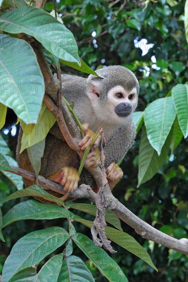 Common squirrel monkey