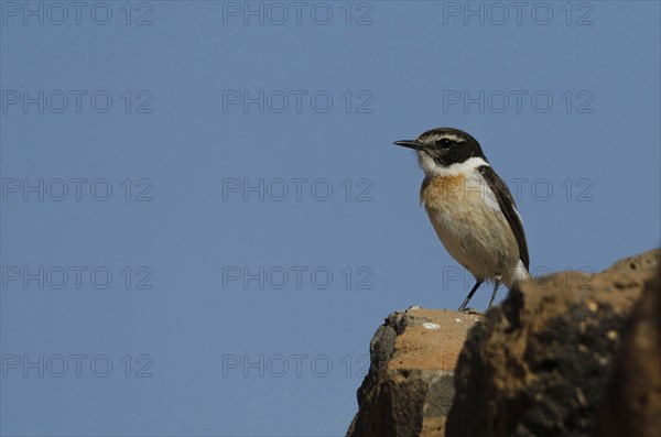 Canary Islands Wheatear