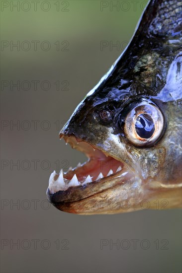 Red piranha