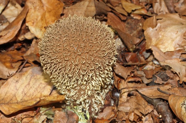 Spiny Puffball