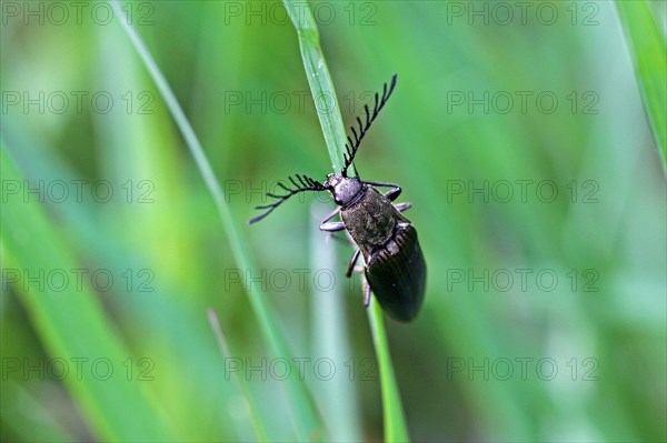 Metallic bark click beetle