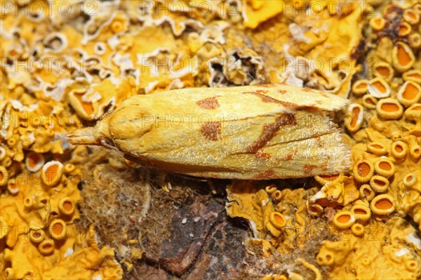 Hook-marked straw moth