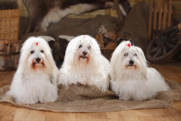 Coton de Tulear