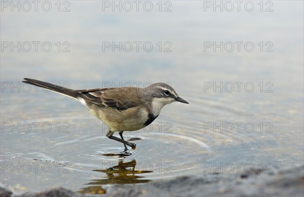 Cape wagtail