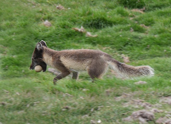 Arctic Fox