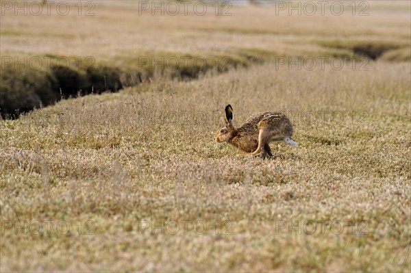 European hare