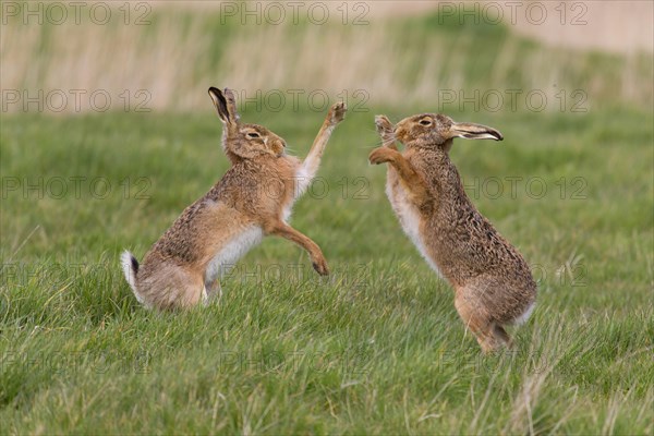 European Hare