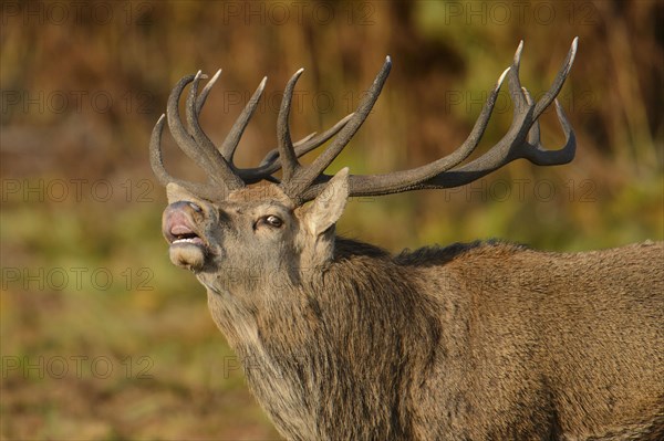 Red Deer