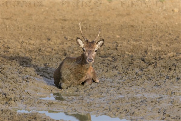 Red Deer