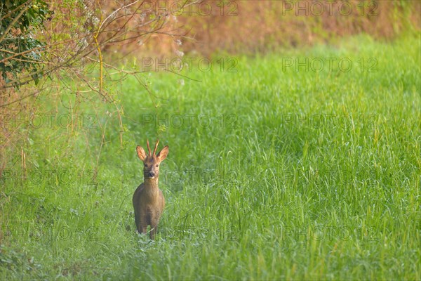 Western Roe Deer