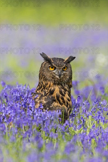 Eurasian eagle-owl