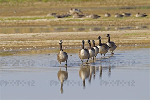 Canada goose