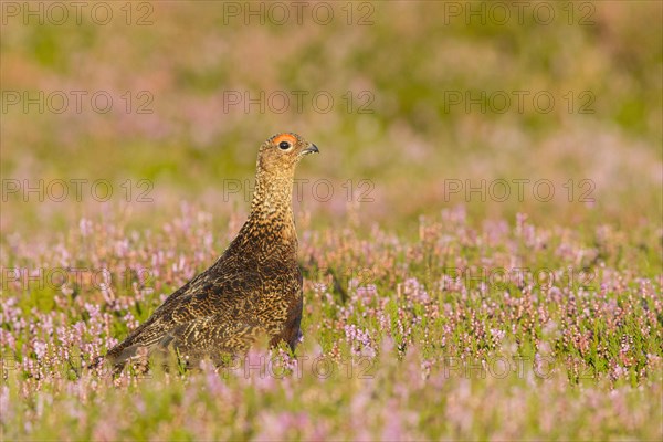 Scottish Grouse