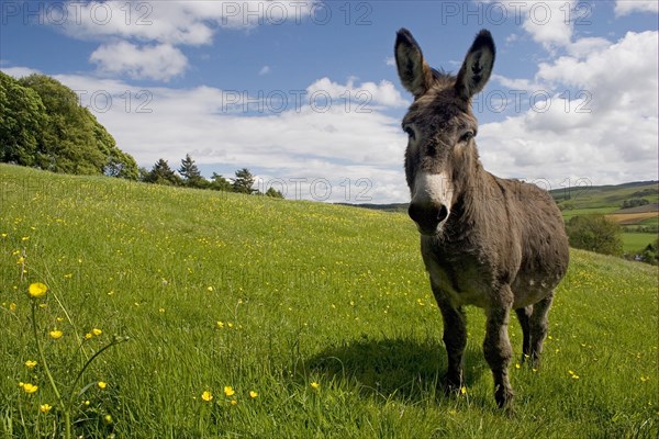 Donkey