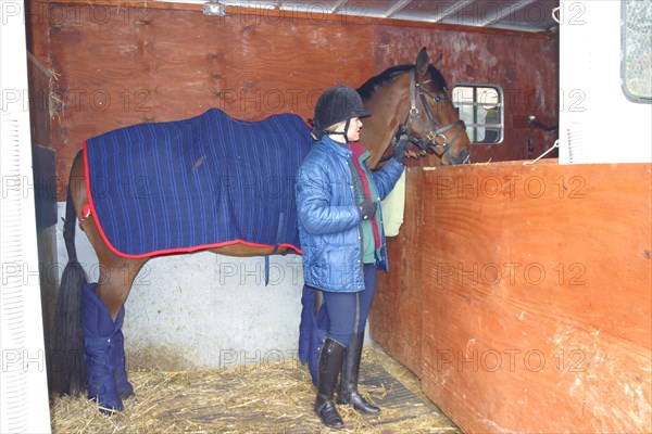 Horse Horse in the horsebox compartment