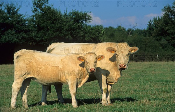 Domestic cattle