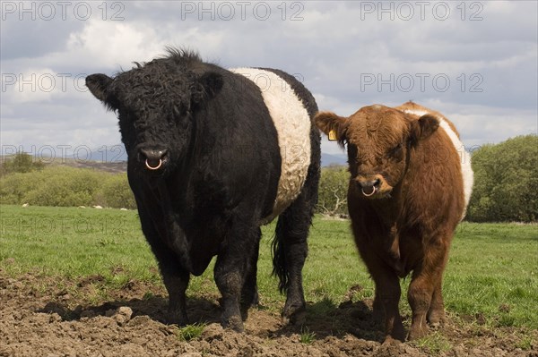 Domestic cattle