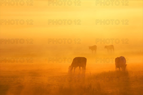 Domestic cattle