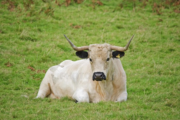 Domestic Cattle