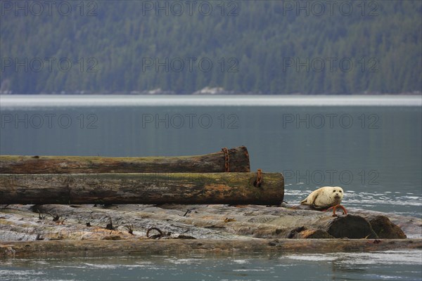 Pacific Common Seal