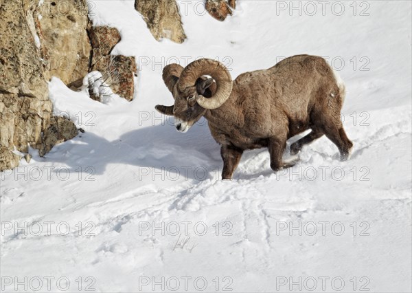 Bighorn bighorn sheep