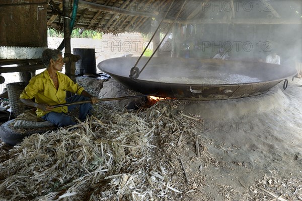 Sugar cane