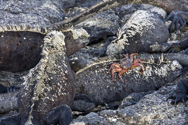 Galapagos Sea Lizard