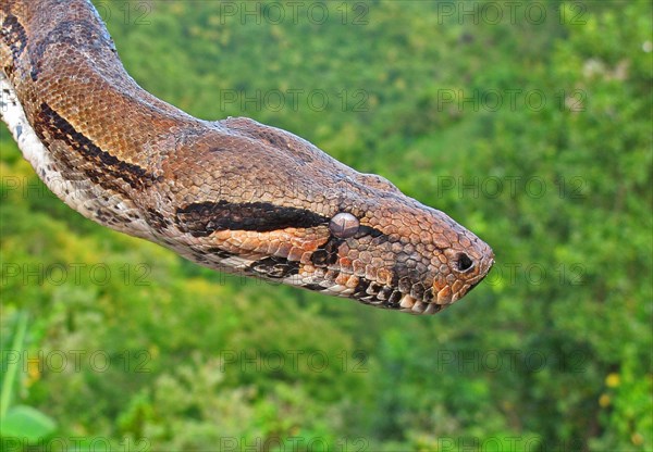 Boa constrictor