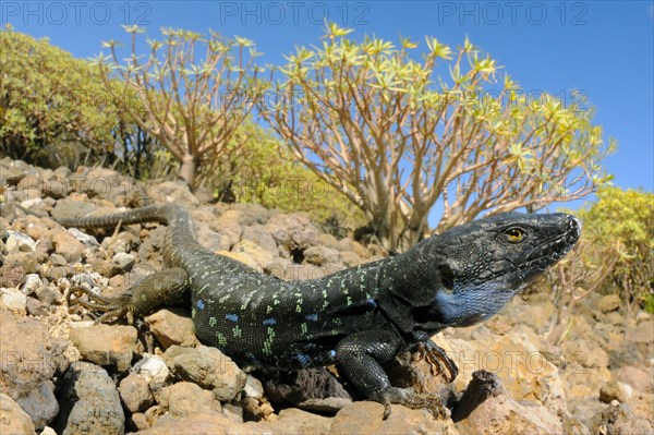 Western canaries lizard