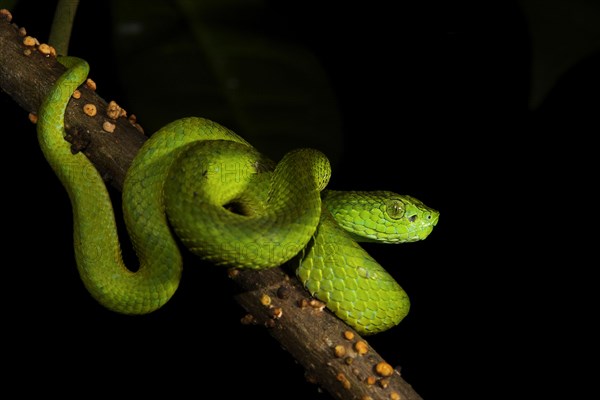 Honduran Palm-pitviper